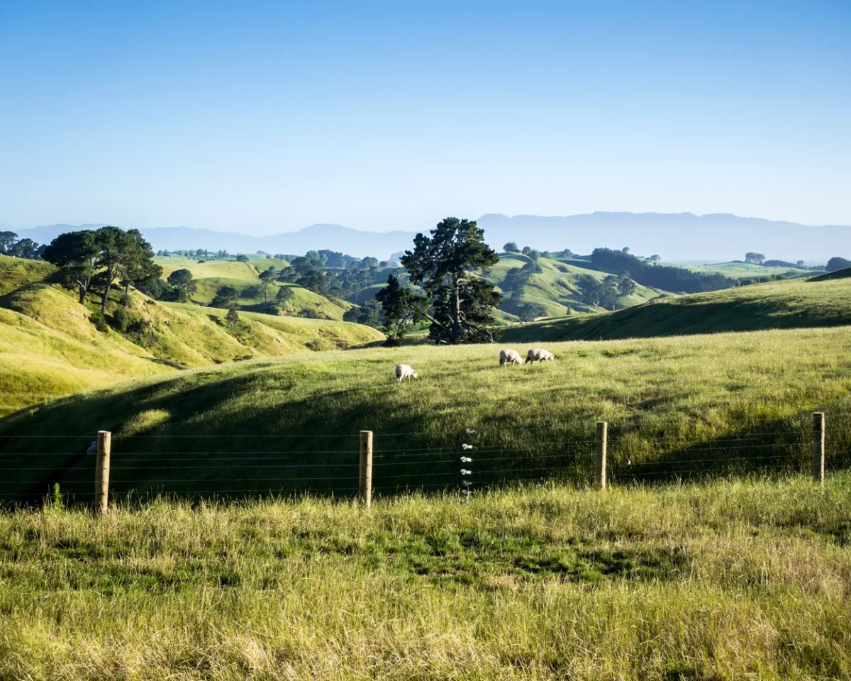 An-image-of-a-beautiful-landscape-near-Matamata-New-Zealand